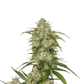 Sour Jealousy Auto - FASTBUDS
