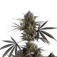 Pound Cake Auto - FASTBUDS | TanieSianie.pl
