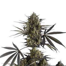 Pound Cake Auto - FASTBUDS | TanieSianie.pl