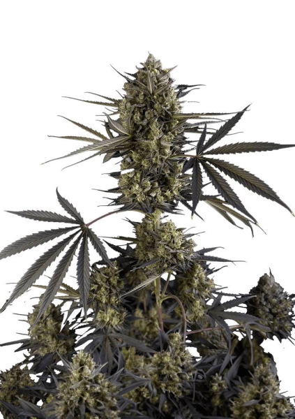 Pound Cake Auto - FASTBUDS | TanieSianie.pl