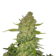 Papaya Cookies Auto - FASTBUDS | TanieSianie.pl