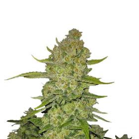 Papaya Cookies Auto - FASTBUDS | TanieSianie.pl
