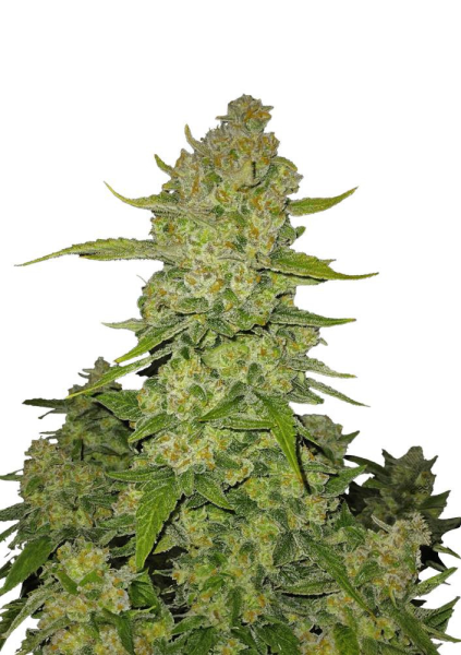 Papaya Cookies Auto - FASTBUDS | TanieSianie.pl