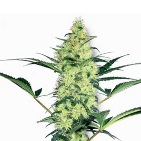 White Diesel - WHITE LABEL | TanieSianie.pl