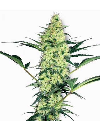 White Diesel - WHITE LABEL | TanieSianie.pl