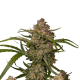 Guava Auto - FASTBUDS | TanieSianie.pl