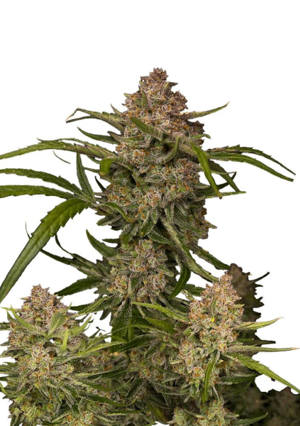 Guava Auto - FASTBUDS | TanieSianie.pl