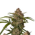 Guava Auto - FASTBUDS
