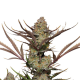 Apple Strudel Auto - FASTBUDS | TanieSianie.pl