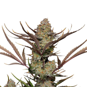 Apple Strudel Auto - FASTBUDS | TanieSianie.pl