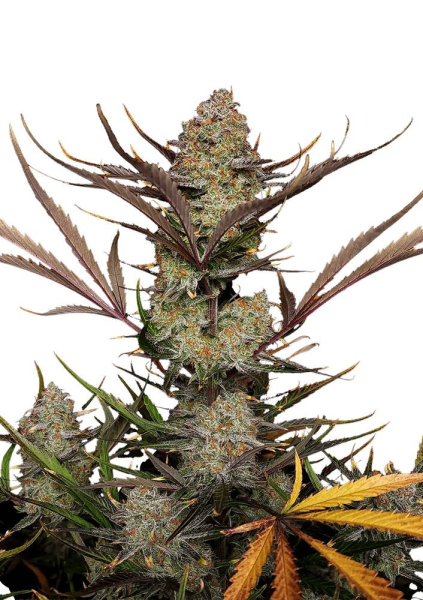 Apple Strudel Auto - FASTBUDS | TanieSianie.pl