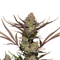 Apple Strudel Auto - FASTBUDS