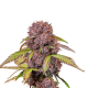 Lemon Cherry Cookies Auto - FASTBUDS | TanieSianie.pl