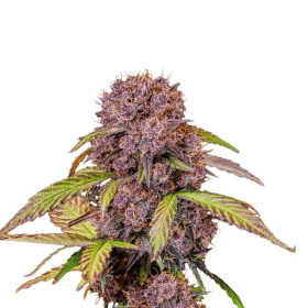 Lemon Cherry Cookies Auto - FASTBUDS | TanieSianie.pl