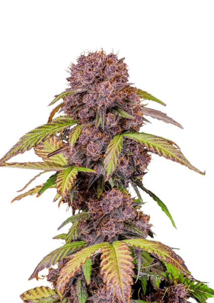 Lemon Cherry Cookies Auto - FASTBUDS | TanieSianie.pl