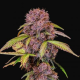 Lemon Cherry Cookies Auto - FASTBUDS | TanieSianie.pl