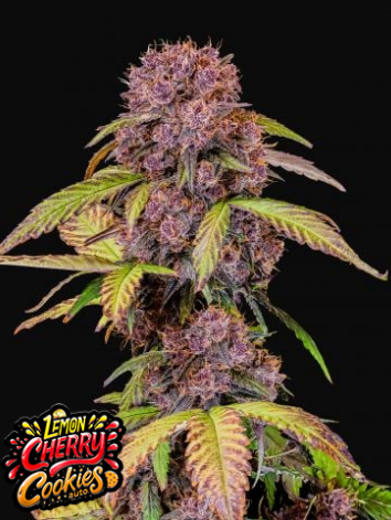 Lemon Cherry Cookies Auto - FASTBUDS | TanieSianie.pl