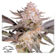 Orange Bud 2.0 - DUTCH PASSION | TanieSianie.pl