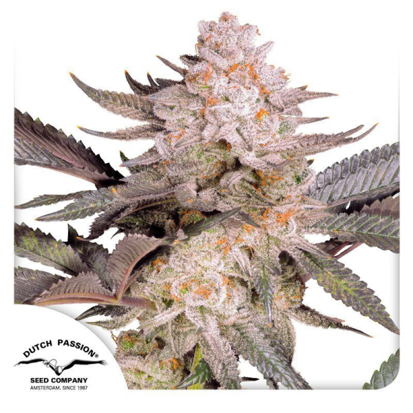 Orange Bud 2.0 - DUTCH PASSION | TanieSianie.pl