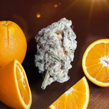 Orange Bud 2.0 - DUTCH PASSION | TanieSianie.pl