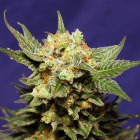 Strawberry Haze Auto | TanieSianie.pl