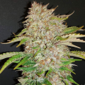 Strawberry Cough Auto