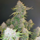 Strawberry Cough Auto | TanieSianie.pl