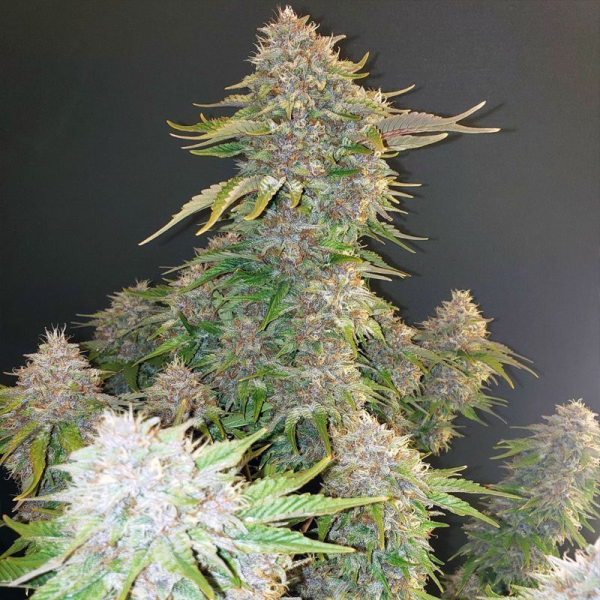 Strawberry Cough Auto | TanieSianie.pl