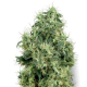 White Gold - WHITE LABEL | TanieSianie.pl