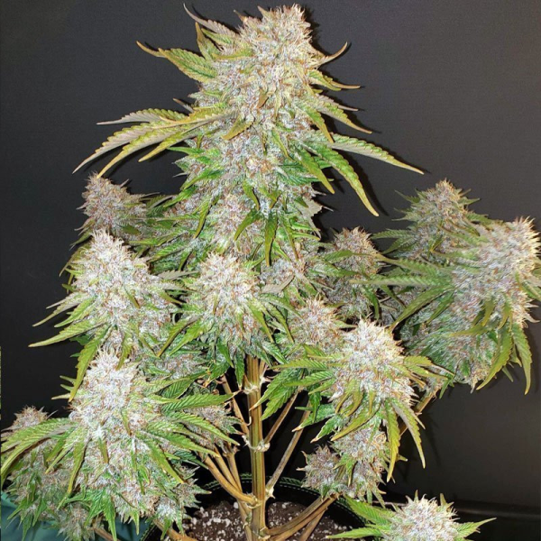 Strawberry Cough Auto | TanieSianie.pl