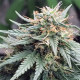 Cannalope Haze Auto | TanieSianie.pl