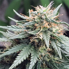 Cannalope Haze Auto | TanieSianie.pl