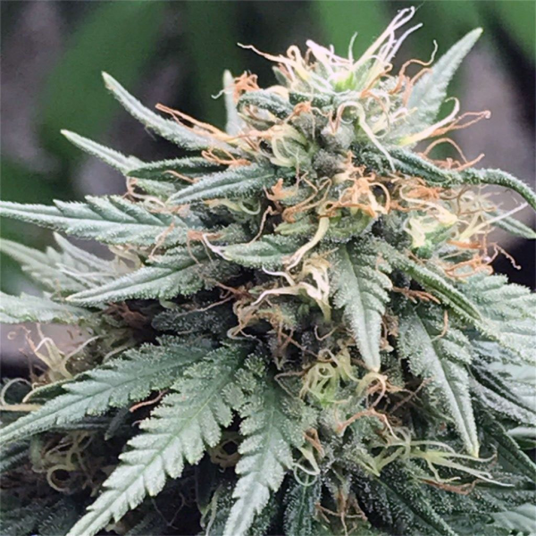 Cannalope Haze Auto | TanieSianie.pl