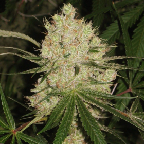 Cannalope Haze | TanieSianie.pl