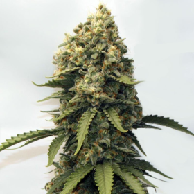 Strawberry Haze | TanieSianie.pl