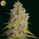 Agent Murphy - NARCOS SEEDS | TanieSianie.pl
