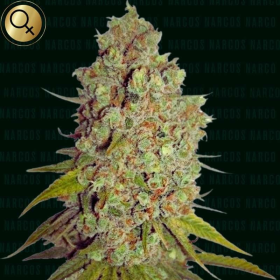 Agent Murphy - NARCOS SEEDS | TanieSianie.pl