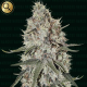 La Catedral - NARCOS SEEDS | TanieSianie.pl