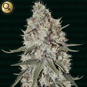 La Catedral - NARCOS SEEDS | TanieSianie.pl