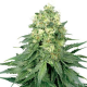 White Widow - WHITE LABEL | TanieSianie.pl