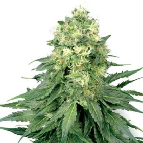 White Widow - WHITE LABEL | TanieSianie.pl