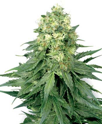 White Widow - WHITE LABEL | TanieSianie.pl