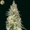 Kingpin Kush - NARCOS SEEDS