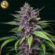 Blackbeard - NARCOS SEEDS | TanieSianie.pl