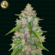 Pablo's Gelato Gold Auto - NARCOS SEEDS | TanieSianie.pl