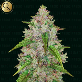 Pablo's Gelato Gold Auto - NARCOS SEEDS | TanieSianie.pl
