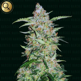 Popeyes Cookies - NARCOS SEEDS | TanieSianie.pl