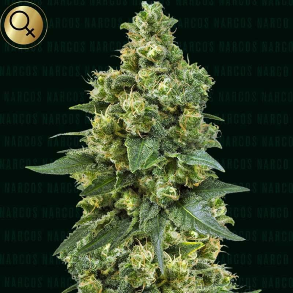 Cali Critical Power - NARCOS SEEDS | TanieSianie.pl
