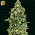Cali Critical Power - NARCOS SEEDS
