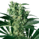 X-Haze - WHITE LABEL | TanieSianie.pl